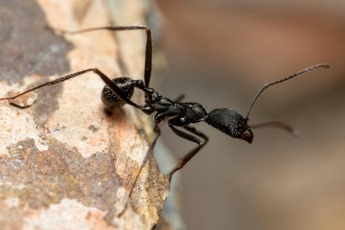 Réf. 268 074 : Aphaenogaster senilis